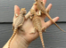Bearded Dragons (Nipped tails) at Birmingham Reptiles