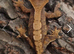 Juvenile Crested Geckos with full Lineage