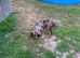 Male cocker spaniel