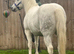 Riding gelding