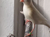 Finch x 14