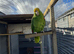 Semi tame double yellow headed Amazon parrot.