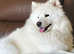 Samoyed