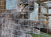3 x 2year old female maine coon cats
