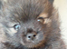 Teacup baby Pom for sale