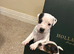 A cracking litter of Parson Jack Russell