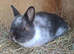 Rescue Netherland Dwarf Ori - Vaccinated - Looking for a new home :)