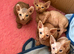 Sphynx kittens