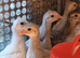 Guinea Fowl Keets