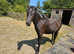 2yr old Bay Dartmoor pony filly