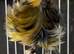 Various show canaries for sale of different breeds