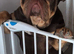 English bulldog stud linky