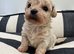 Adorable Rare Tiny Maltipoo