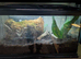 Phyllobates vittatus dart frogs with enclosure