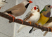 Finches for Sale