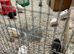 Black & white coturnix quail + hatching eggs available