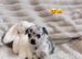 1 leftMerle female chihuahuas