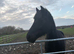 Part time loan for my handsome 15.3hh Welsh D gelding (&pound;20 a week)