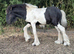 Mr T cob colt