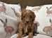 Beautiful F1 Cavapoo Puppies