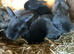 WE HAVE THE WORLDS BIGGEST BUNNIES