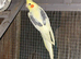 Breeding proven pair