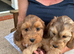 Cockapoo