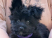11 week old chorkie
