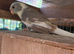 Aviary bred kakariki
