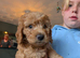 Stunning F2 labradoodles*3 left ready now*