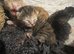 beautiful tabby kittens