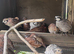 Bobwhite Quail Pairs For Sale Varying Colours