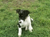 Border Collie Pups