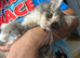 Maine Coon Girl.