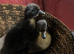 Cayuga Ducklings hatched 23/5/26