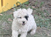 2 beautiful jackapoo boys left
