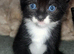 5 beautiful kittens