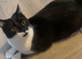 Loving girl in need of a 5 star home