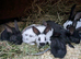 Hand reared purebred baby English rabbits-ready soon!