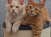 Maine coon boys and girl, Tica registered