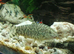 Loaches
