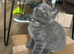 British shorthair pedigree kittens, ready now