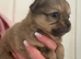 Pomchi puppies