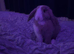 6 month old female mini lop rabbit comes with everything you need