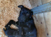 Patterdale pups