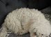 Puppy for sale