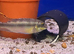 Rocket Kribensis Cichlid (Pelviacachromis kribensis)