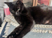 TWO FEMALE CATS NEED LOVING HOME/S