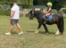 11.3/12hh 5 year old Mini Cob