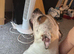 2 year old male staffie